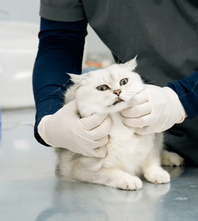 반려동물관리사&#44; 반려동물 전문가 되는 법 총정리