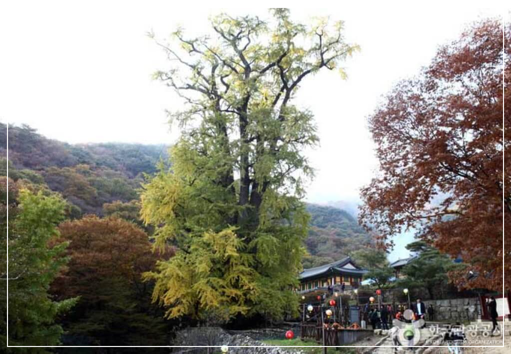 양평 가볼만한곳 베스트10 용문사 &amp; 천연기념물 제30호 은행나무