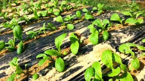 돌산갓심기-재배밭-토양요건-거름주기-밑거름-웃거름