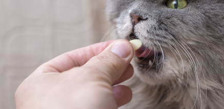 알약 약을 먹는 회색 고양이.