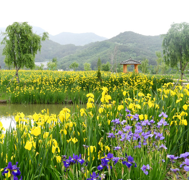 [5월 축제]창포원❘2025 거창에 온 봄 축제, 아리미아꽃축제,거창한 산양삼 축제