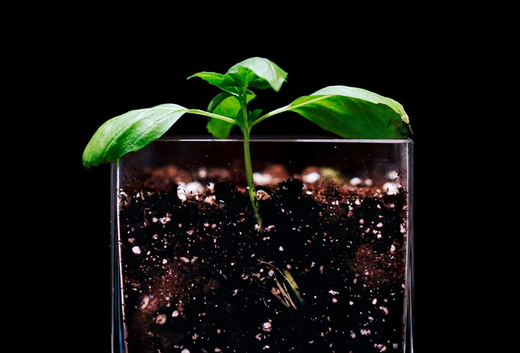 흙에서 자라는 바질