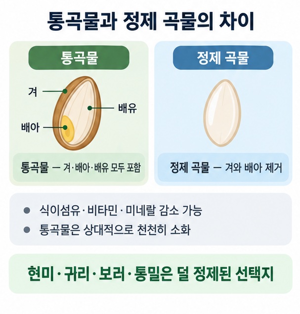 통곡물의 겨 배아 배유 구조와 정제 곡물에서 겨와 배아가 제거돼 식이섬유가 줄어드는 차이를 설명한 이미지
