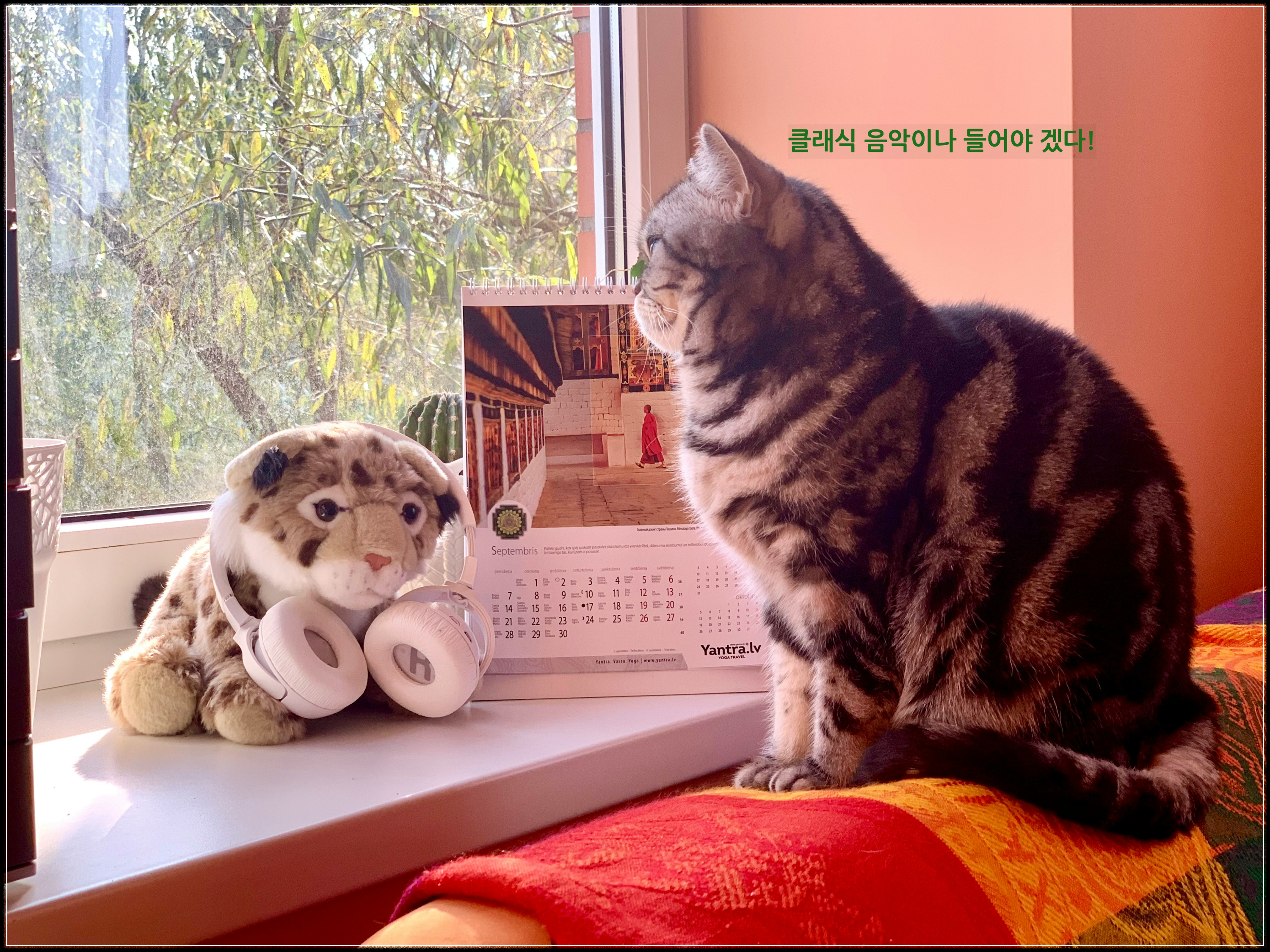 음악 좋아하는 고양이-사진