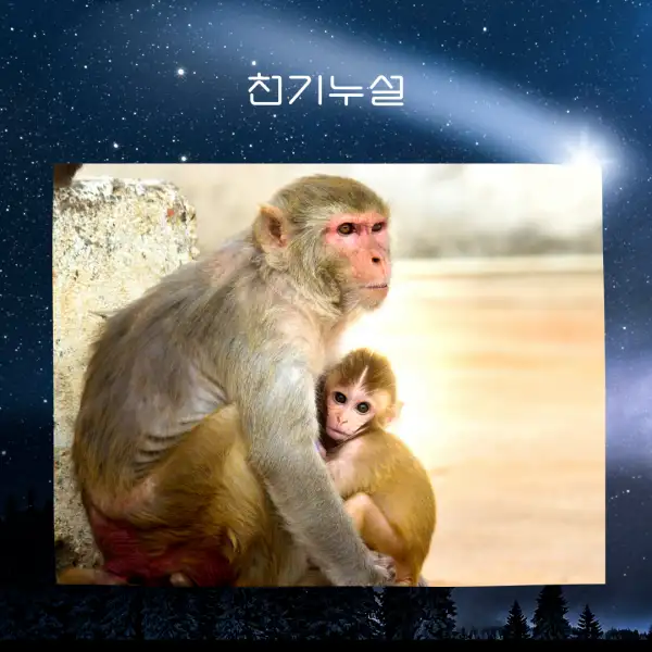 원숭이가 나오는 꿈해몽