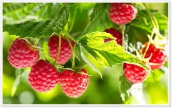 라즈베리 재배 지주 설치 가지 전정 순 지르기_12