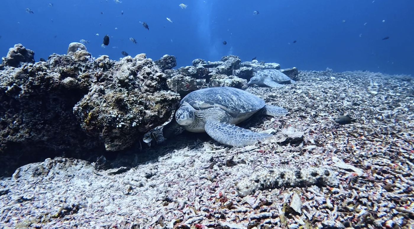 터틀 헤븐 - 거북이