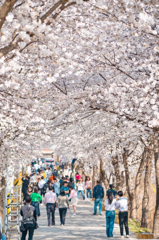 2024-대청호-벚꽃축제