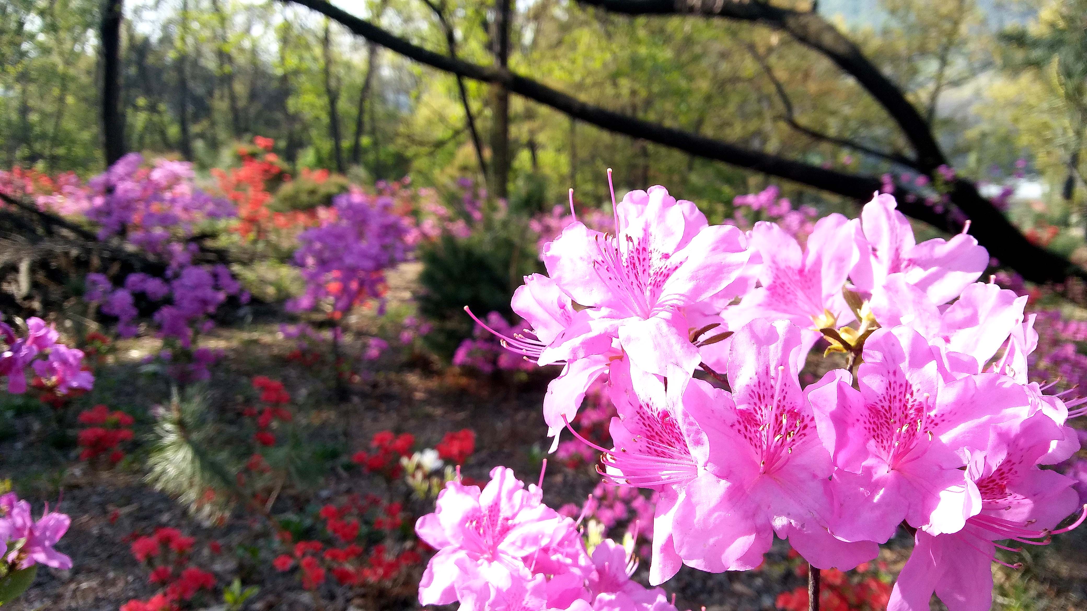 서울둘레길 4코스 대모산&middot;우면산 철쭉