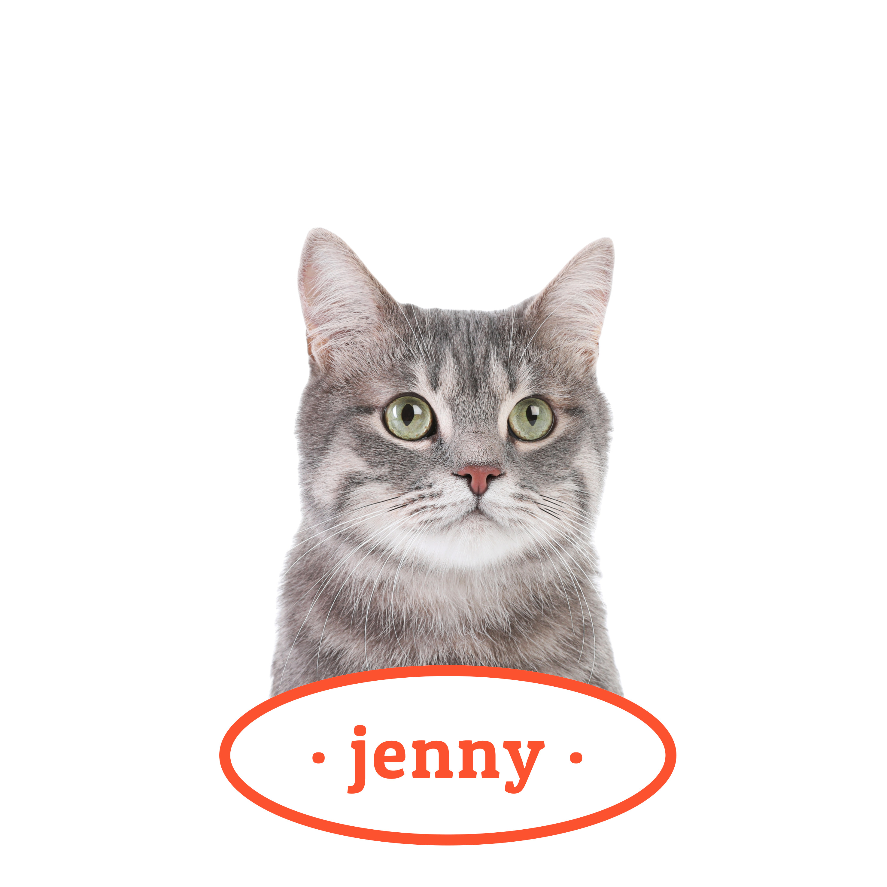 강아지 고양이 강형욱 복귀