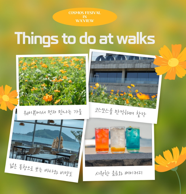 웨이뷰 코스모스 축제
