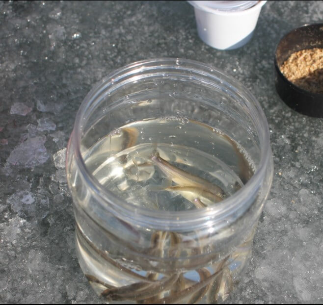 강화도 빙어대잔치