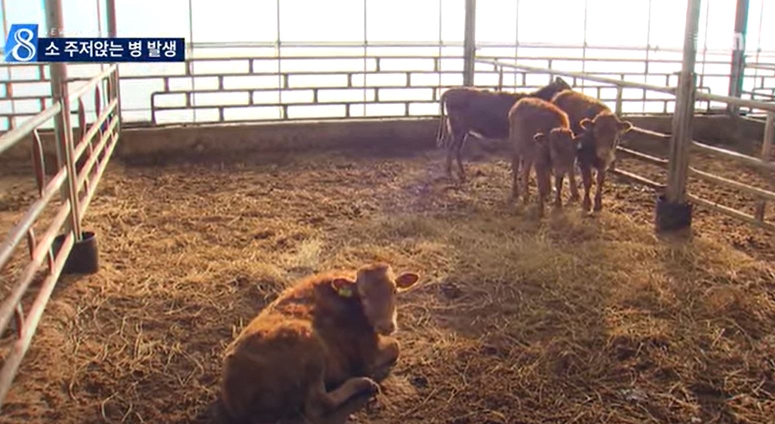 보툴리눔 독소증에 걸린 소