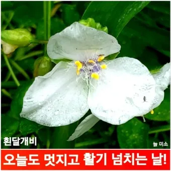 6월 날짜별인사말 최신판 총정리_16