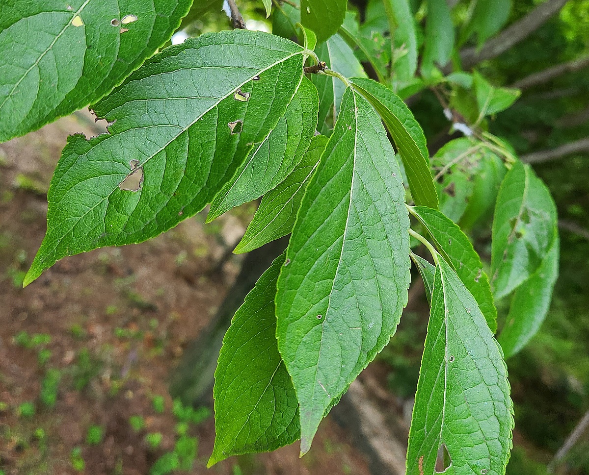 두충(두충나무)