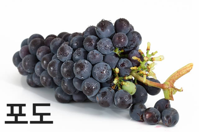 포도