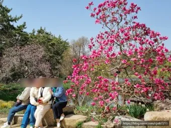 천리포 수목원 목련축제 입장료 여행코스_11