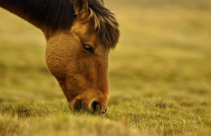 몽골 초원과 말 사진
