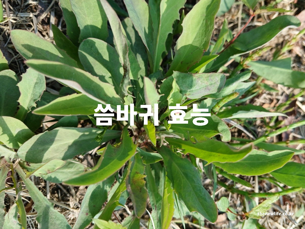 씀바귀 효능 대표 실사진