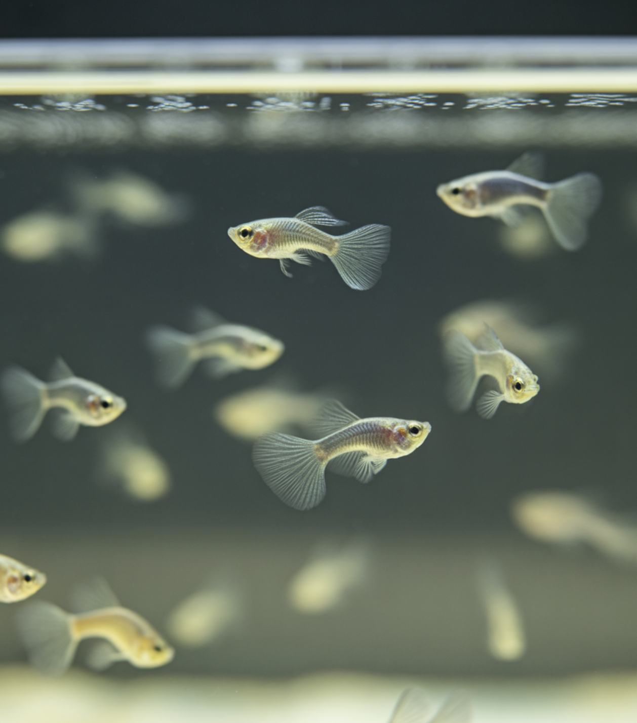 치어 돌보기&amp;#44; 세심함이 필요해요