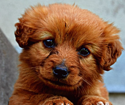 귀여운 견종 추천과 강아지 인기 순위