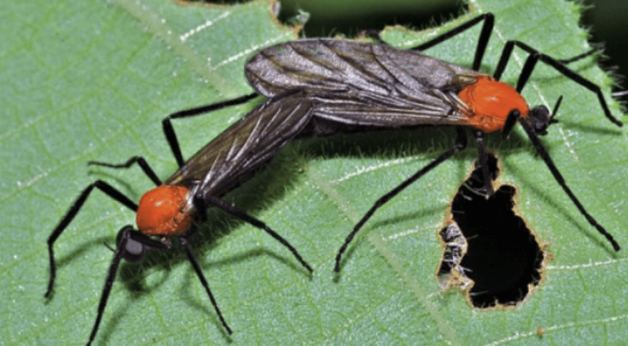 잎사귀 위에 떼로 모여 앉아 있는 러브버그 무리 사진