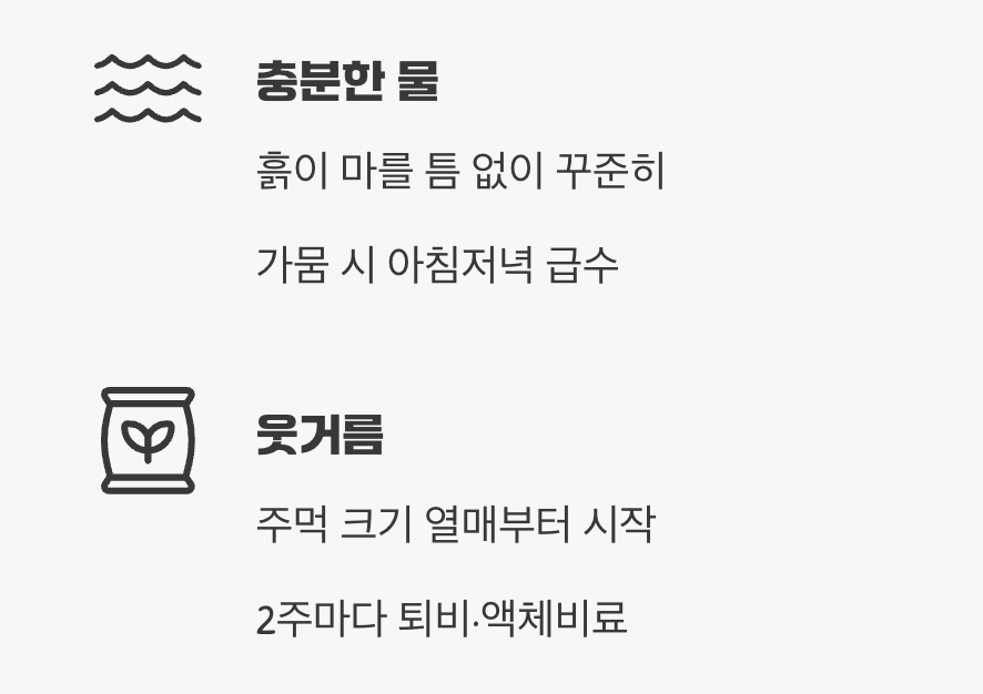 탐스러운 열매를 위한 영양 식단