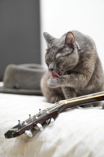 고양이 그루밍, 어디까지가 정상일까?