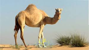 낙타