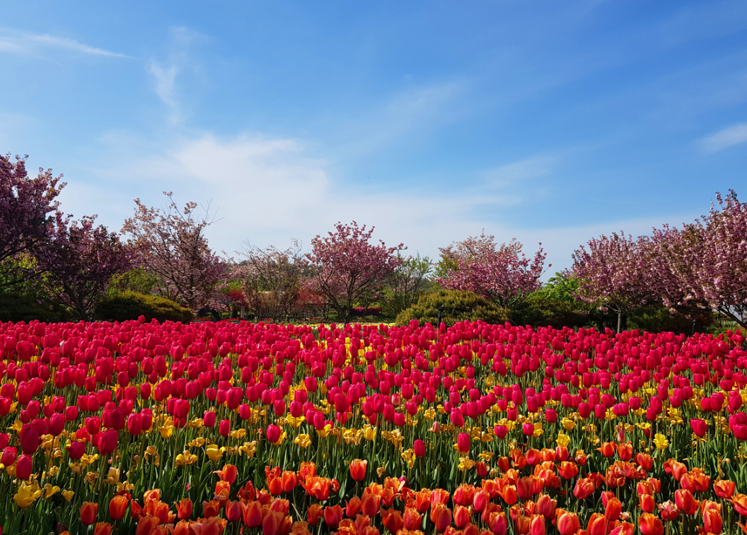 태안 세계 튤립 꽃 박람회