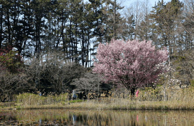 천리포수목원 봄축제: 자연이 피어나는 순간을 걷다!