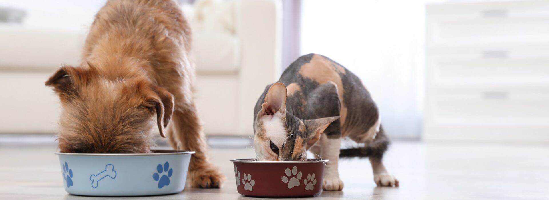 고양이 영양제 제품추천