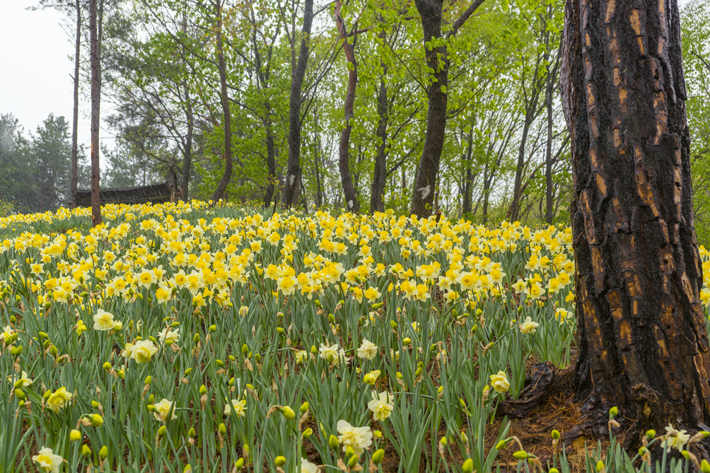 아름다운정원 화수목