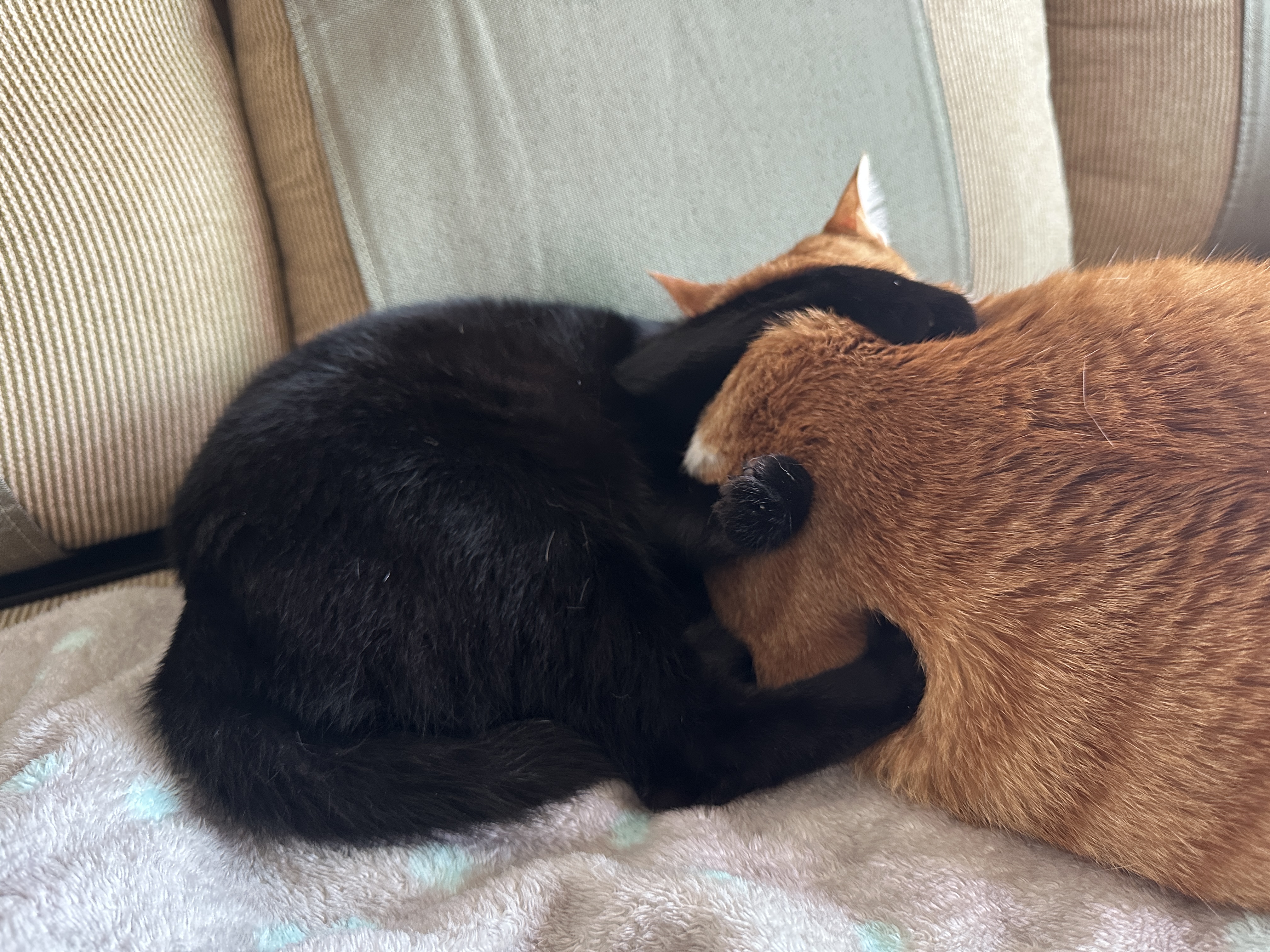 치즈냥이 호야와 올블랙 건이의 달달한 브로맨스 (feat. 달달한 호야와 딸같은 아들고양이 건이)