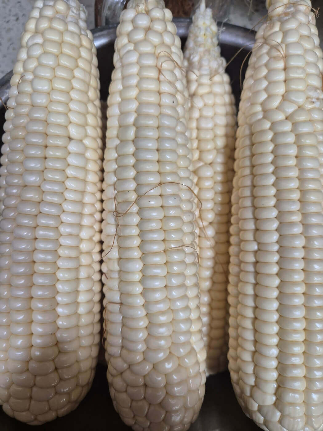 옥수수 삶는 법 시간 뉴슈가 및 보관방법