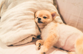 개의 배 ,가습에 응어리..