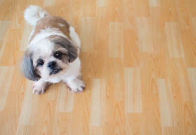개가 차분하지 않고 어슬렁거리고 있을 때
