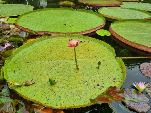 양평 세미원 연꽃