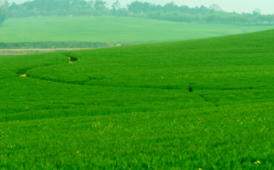 5월 강추 꽃 축제