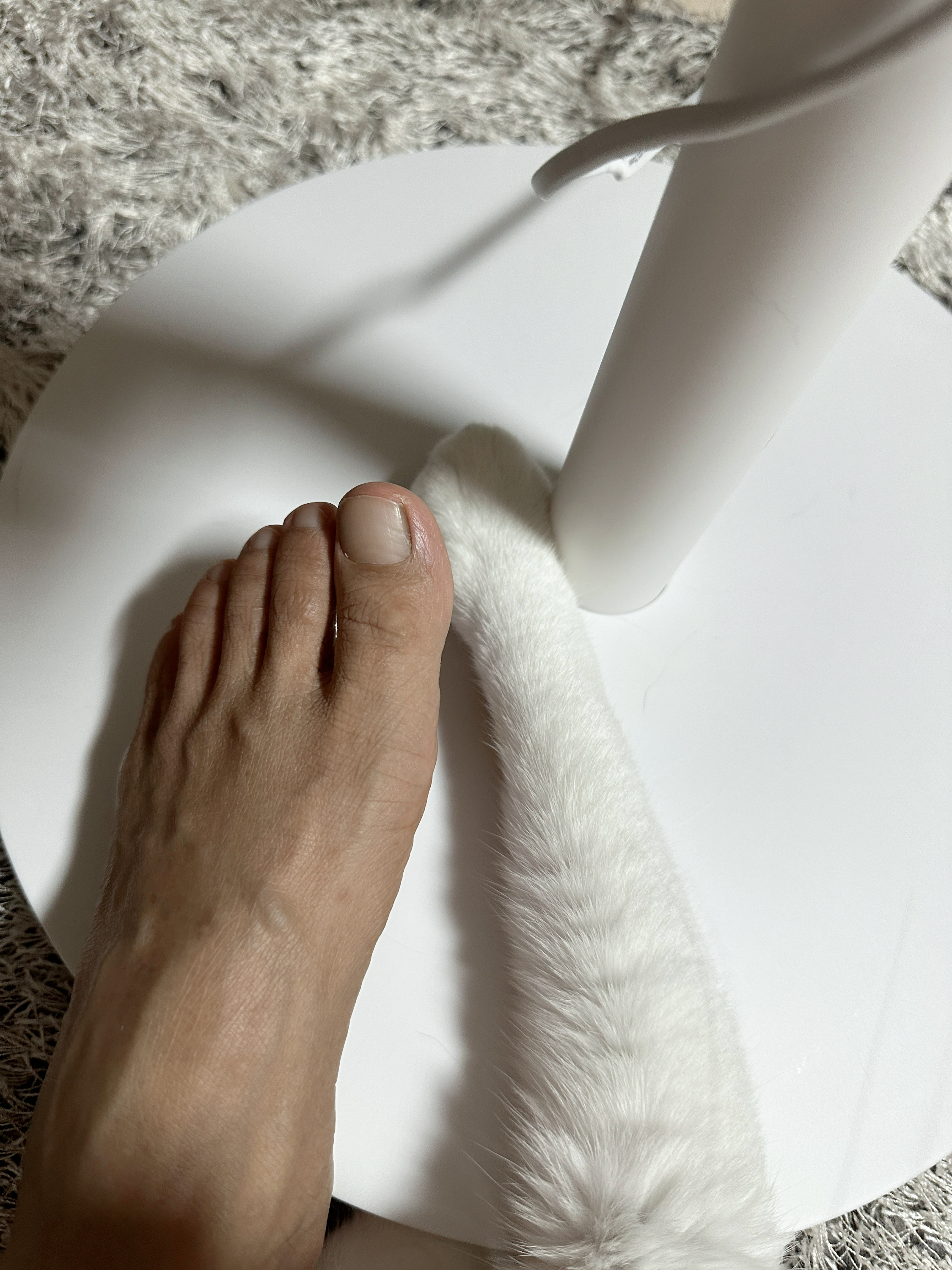 집사_발이랑_막둥이_앞발이랑_나란히!