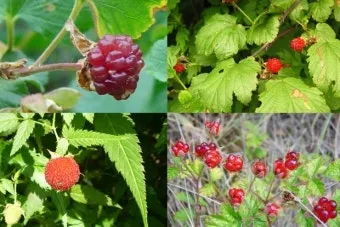 라즈베리 재배 지주 설치 가지 전정 순 지르기_11