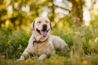 래브라도 리트리버