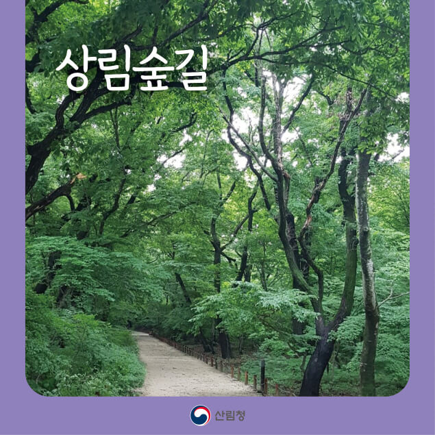 [명품숲길 50선] 함양 상림숲길 : 천년의 숲 산책 완전정복