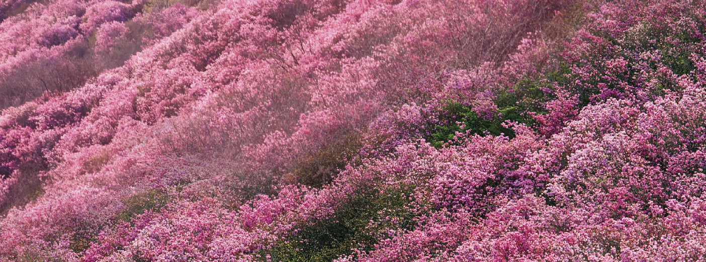 2025 여수 벚꽃, 진달래, 개나리 개화시기,축제