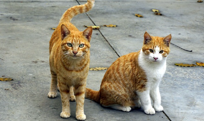 고양이 질병 초기 증상