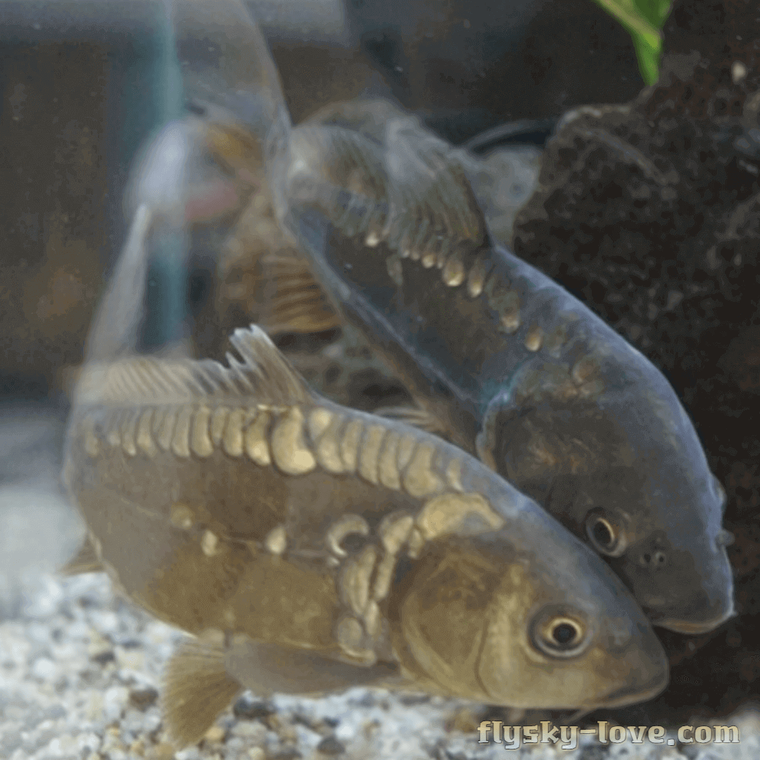 아삭한 식감의 민물고기 향어