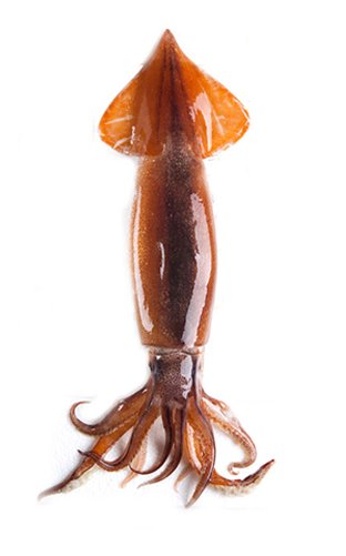 오징어 효능 및 부작용