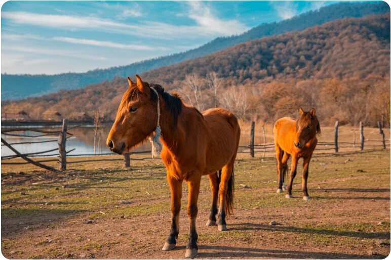 방목하고 있는 말들의 모습