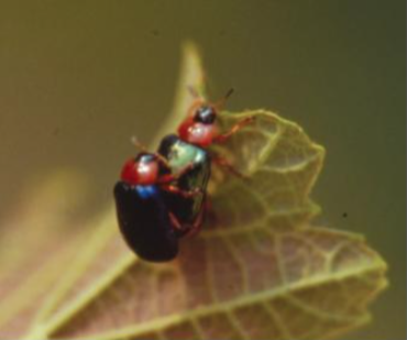 참금록색잎벌레(아담스잎벌레)