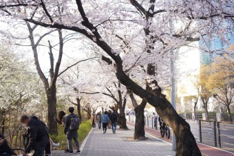 여의도 벚꽃축제 맛집